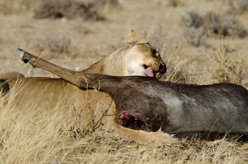 45 - Namibia - leones comiendo - parque nacional de Etosha